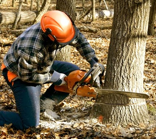 Tree Removal in Troy, NH